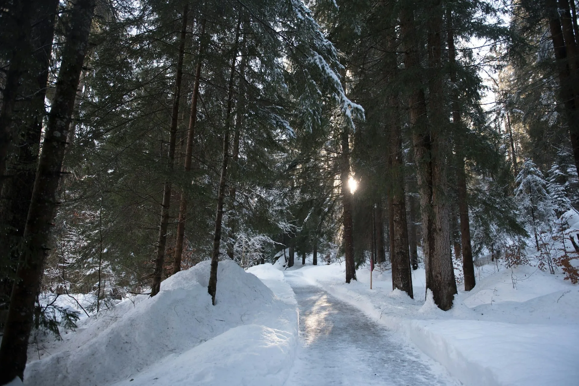 Fari su una strada forestale innevata all'ora blu nel profondo nord